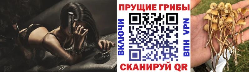 Псилоцибиновые грибы Psilocybe  как найти закладки  Ессентуки 